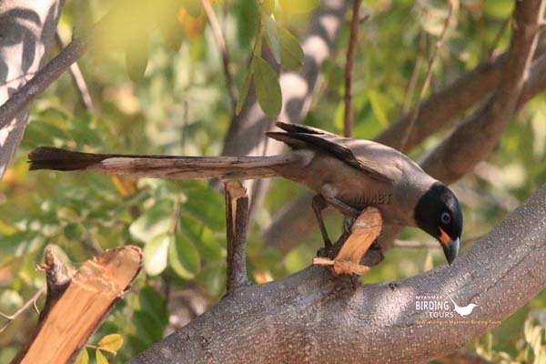 Standard Myanmar Birding 14 Days